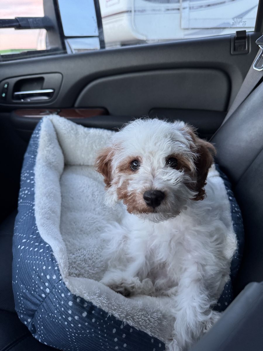 Cavapoo puppy