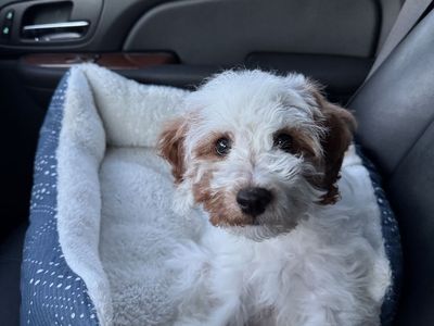 Cavapoo puppy