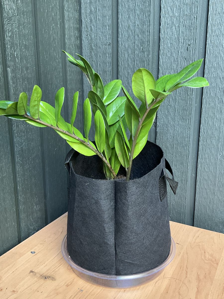 ZZ Plant (Zamioculcas zamiifolia) in Black Grow Bag - Easy Care Houseplant