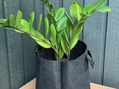 ZZ Plant (Zamioculcas zamiifolia) in Black Grow Bag - Easy Care Houseplant
