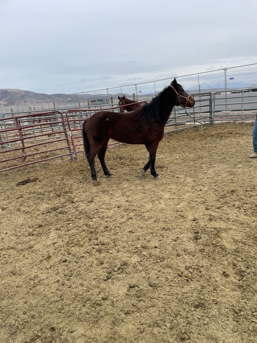 2019 Mustang Mare - Experienced Pack Horse, 14.5 Hands, Smart & Sweet, No Buck
