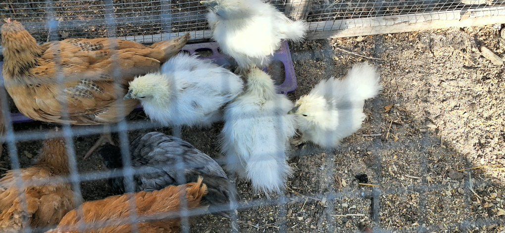 Silkies