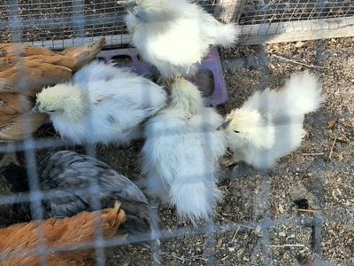 Silkies