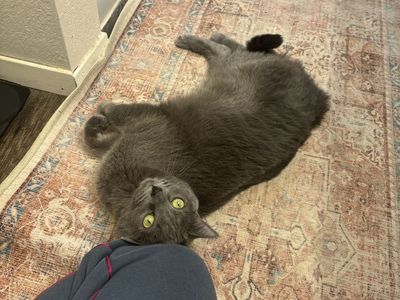 Rehoming