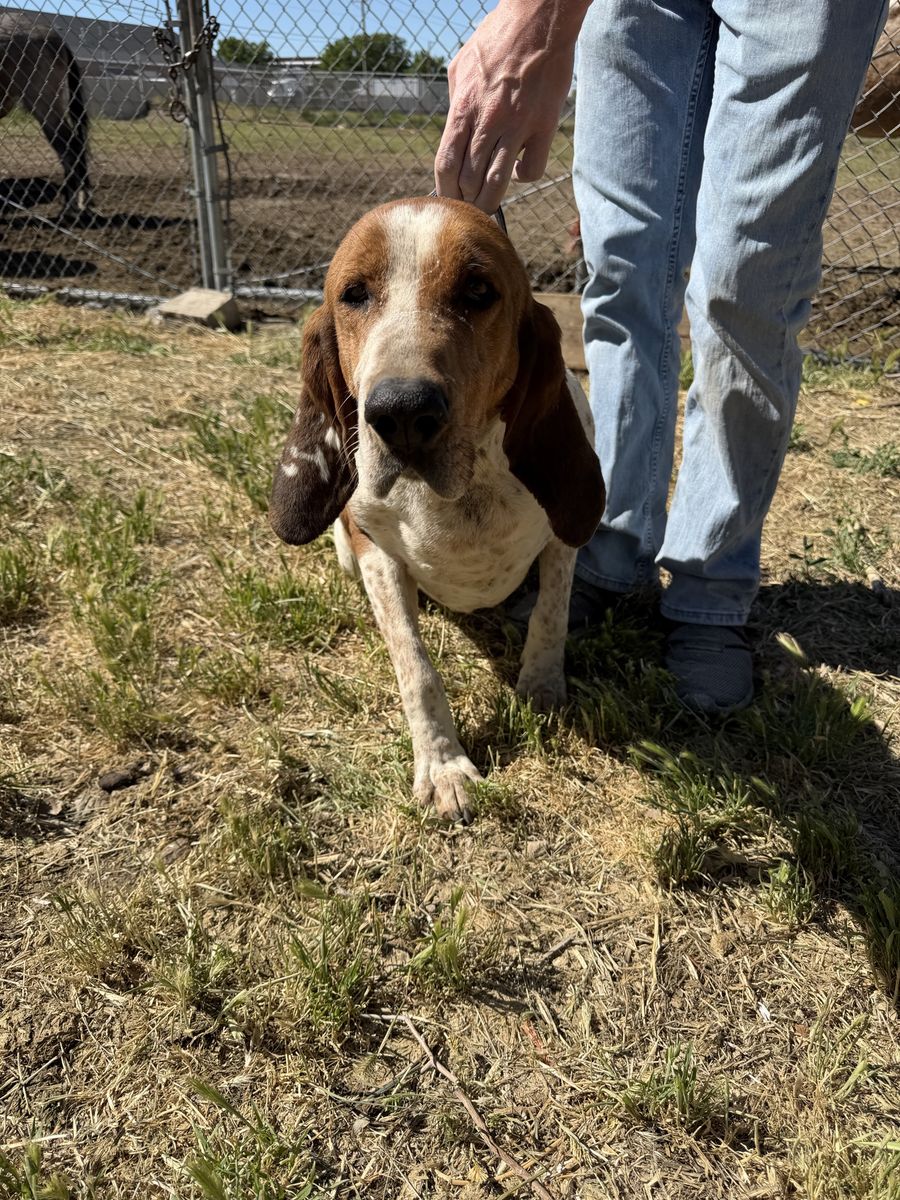 6 year old Walker Hound