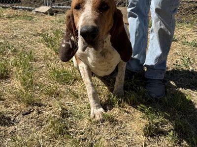 6 year old Walker Hound