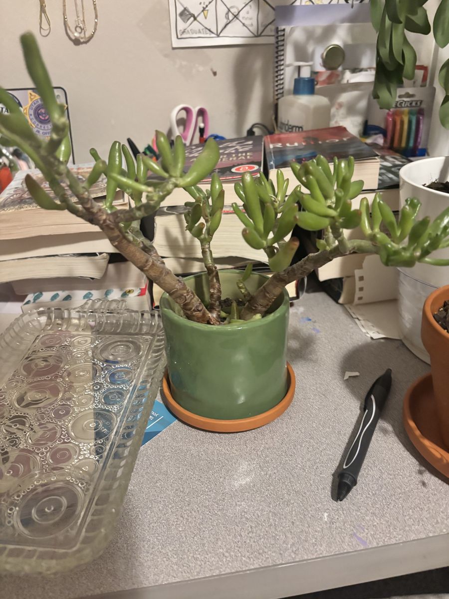 Succulent