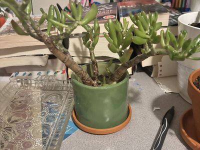 Succulent