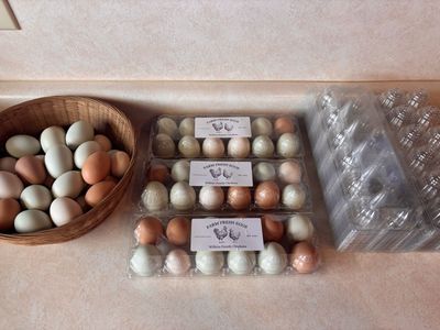 Farm Fresh Eggs!