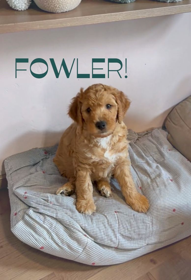 SO HANDSOME! Male F2B Mini Golden Doodle Puppies! READY NOW! :)