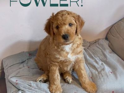 SO HANDSOME! Male F2B Mini Golden Doodle Puppies! READY NOW! :)