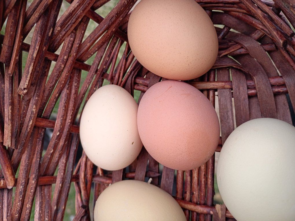 fertile chicken eggs