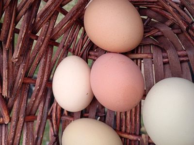 fertile chicken eggs