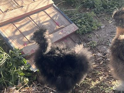 Silkie chicks- 6 weeks old