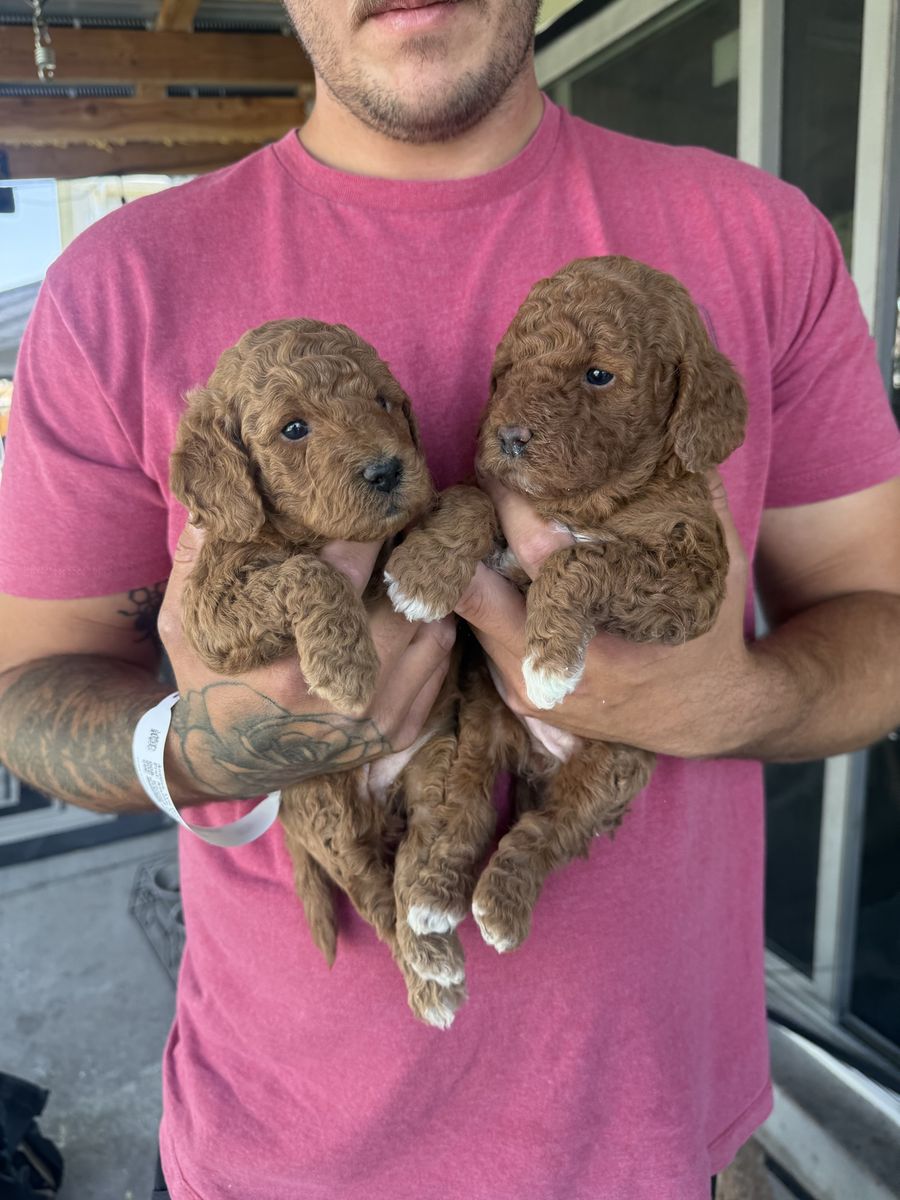 Mini golden doodle puppies