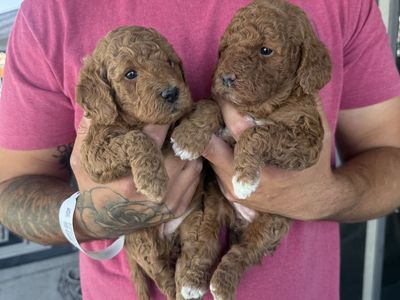 Mini golden doodle puppies