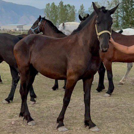 Little April (Regristered Quafriesian mare)