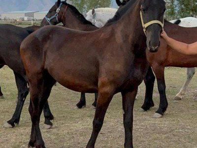 Little April (Regristered Quafriesian mare)