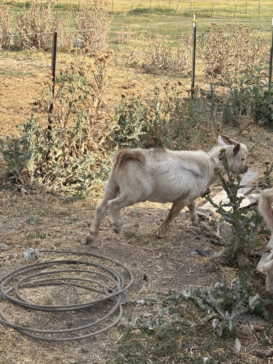 Goats 