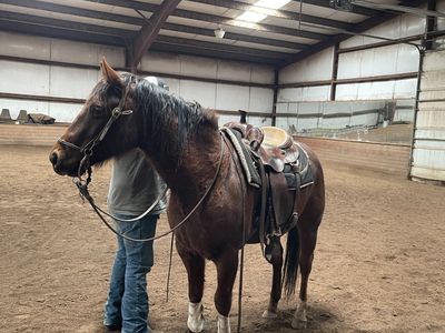 Aqha Gelding