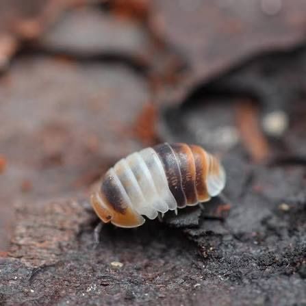 White shark isopods