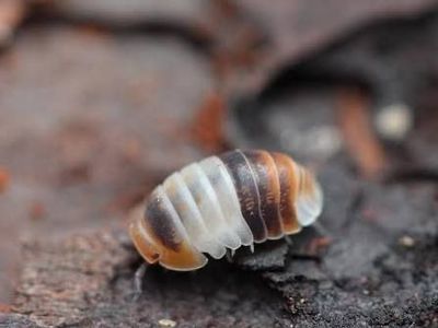 White shark isopods