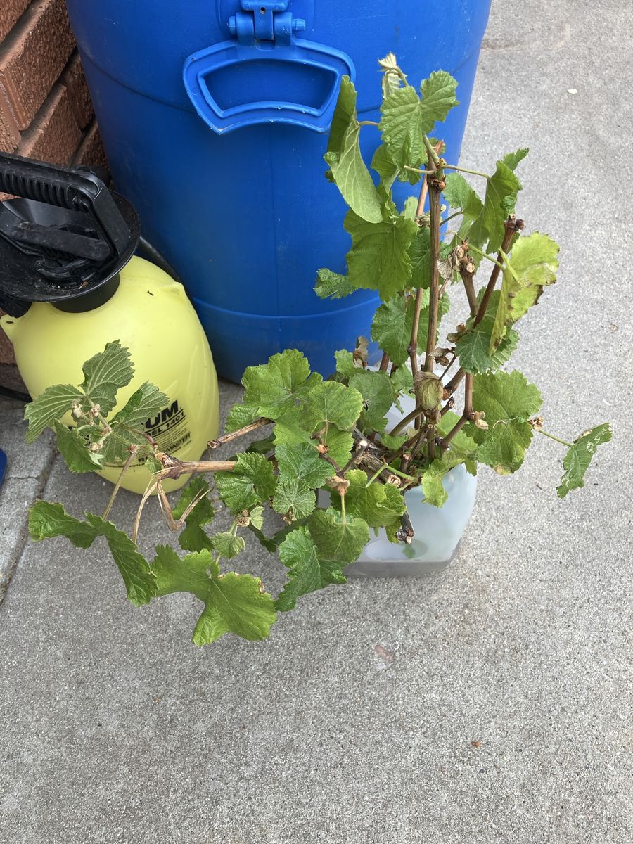 Pink seedless grape starts