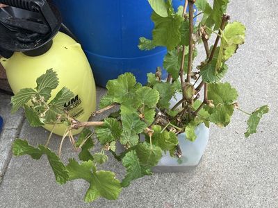 Pink seedless grape starts