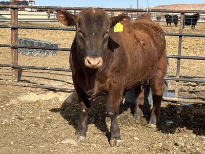 Red Angus Heifer Bull