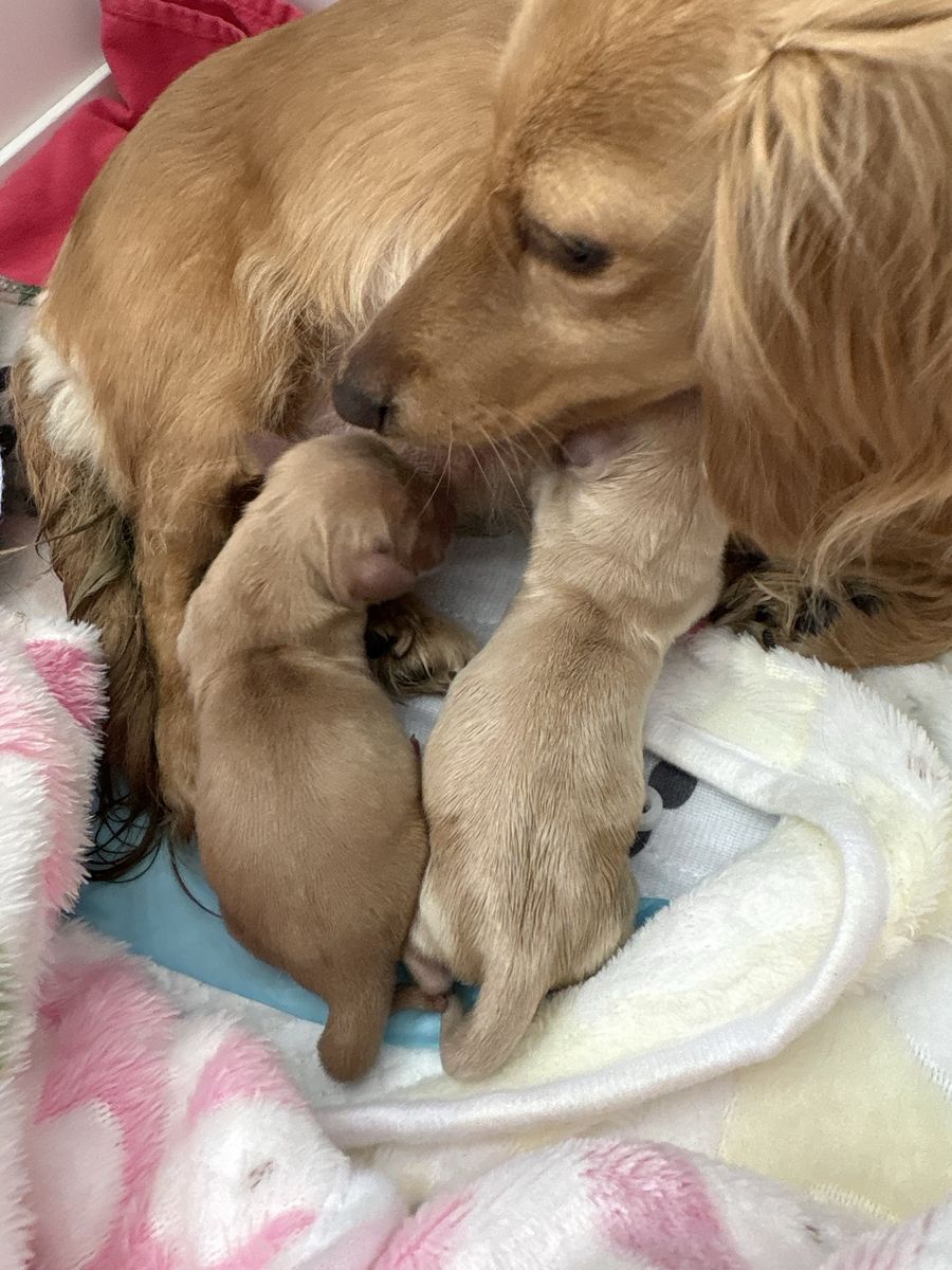 Born Today april 16th Mini Dachshund