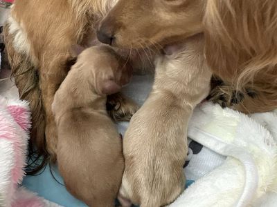 Born Today april 16th Mini Dachshund