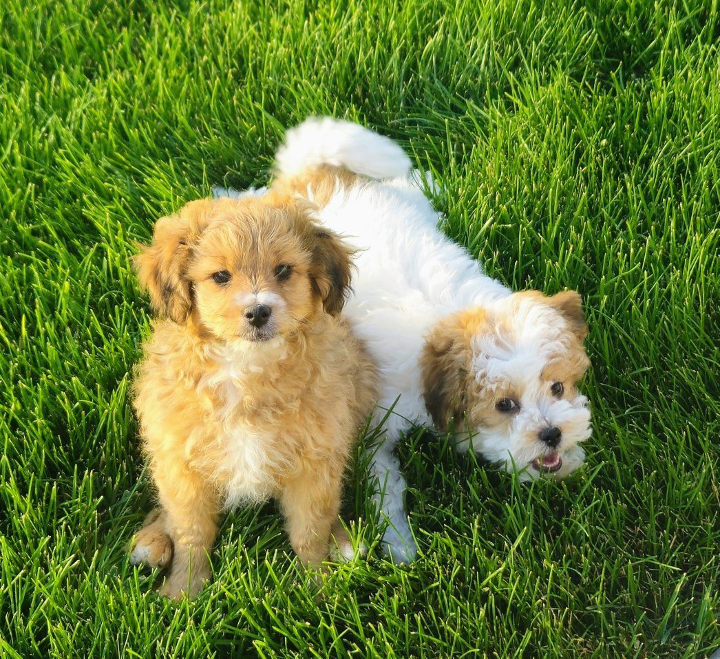 Havapoo male puppy (havanese + mini poodle)