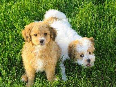 Havapoo male puppy (havanese + mini poodle)