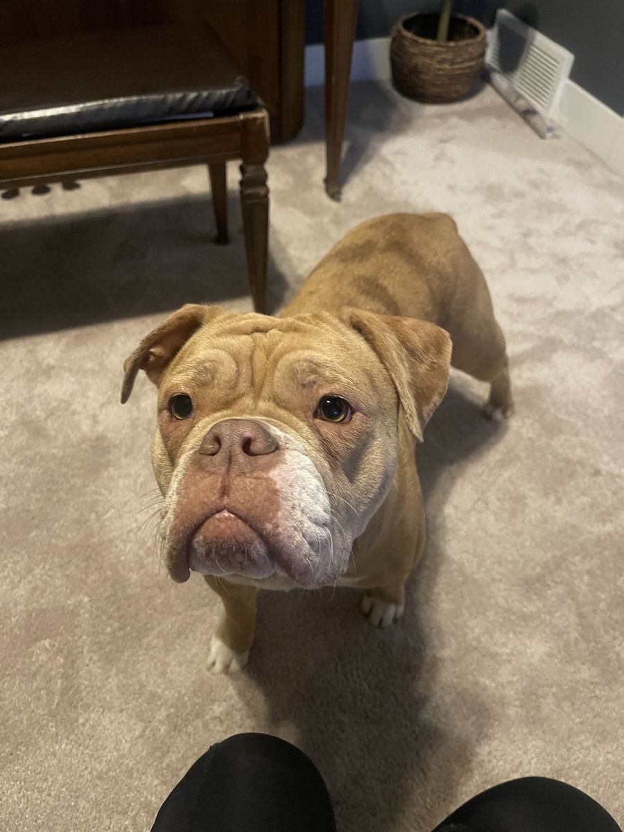 Olde English Bulldogges for Sale