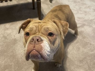 Olde English Bulldogges for Sale