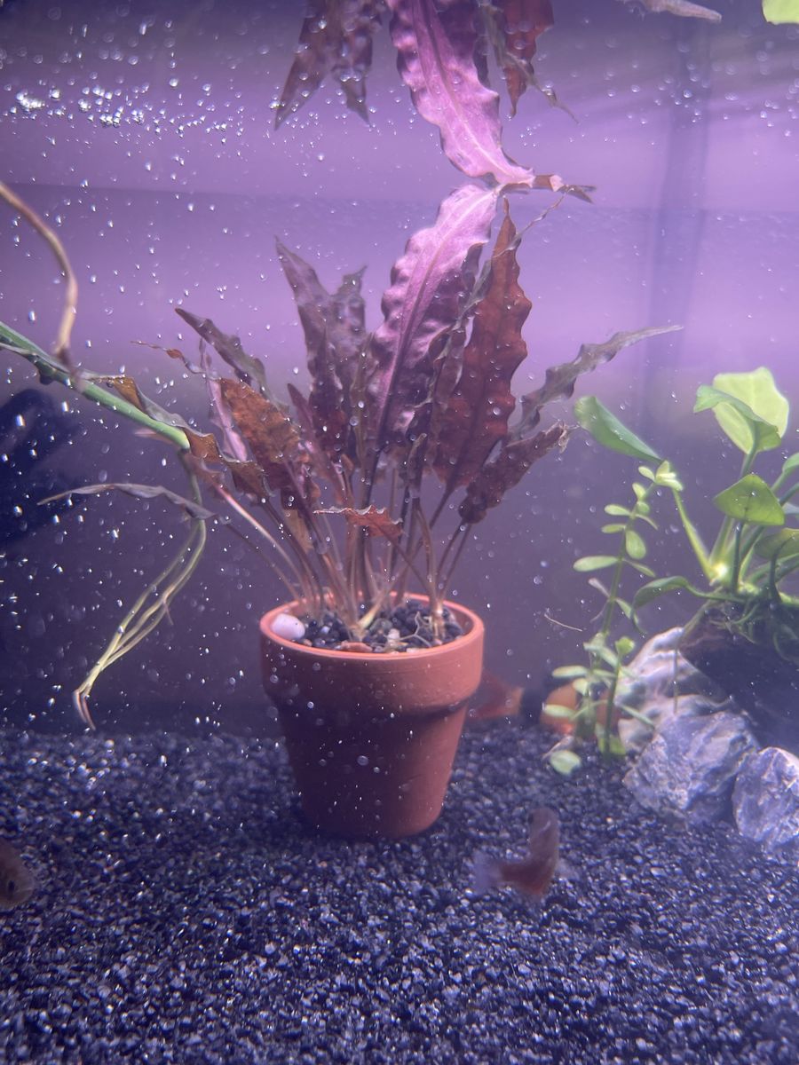 Crypt in clay pot