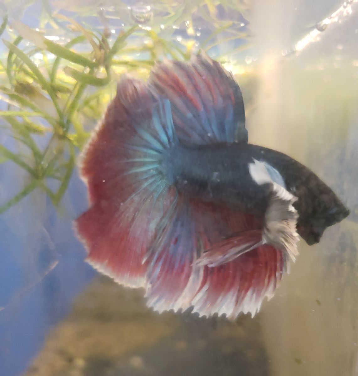Vibrant Male Betta Fish - Healthy & Active Siamese Fighting Fish