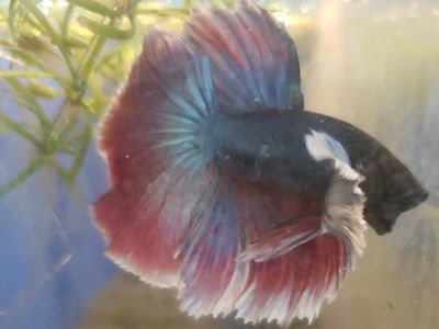 Vibrant Male Betta Fish - Healthy & Active Siamese Fighting Fish