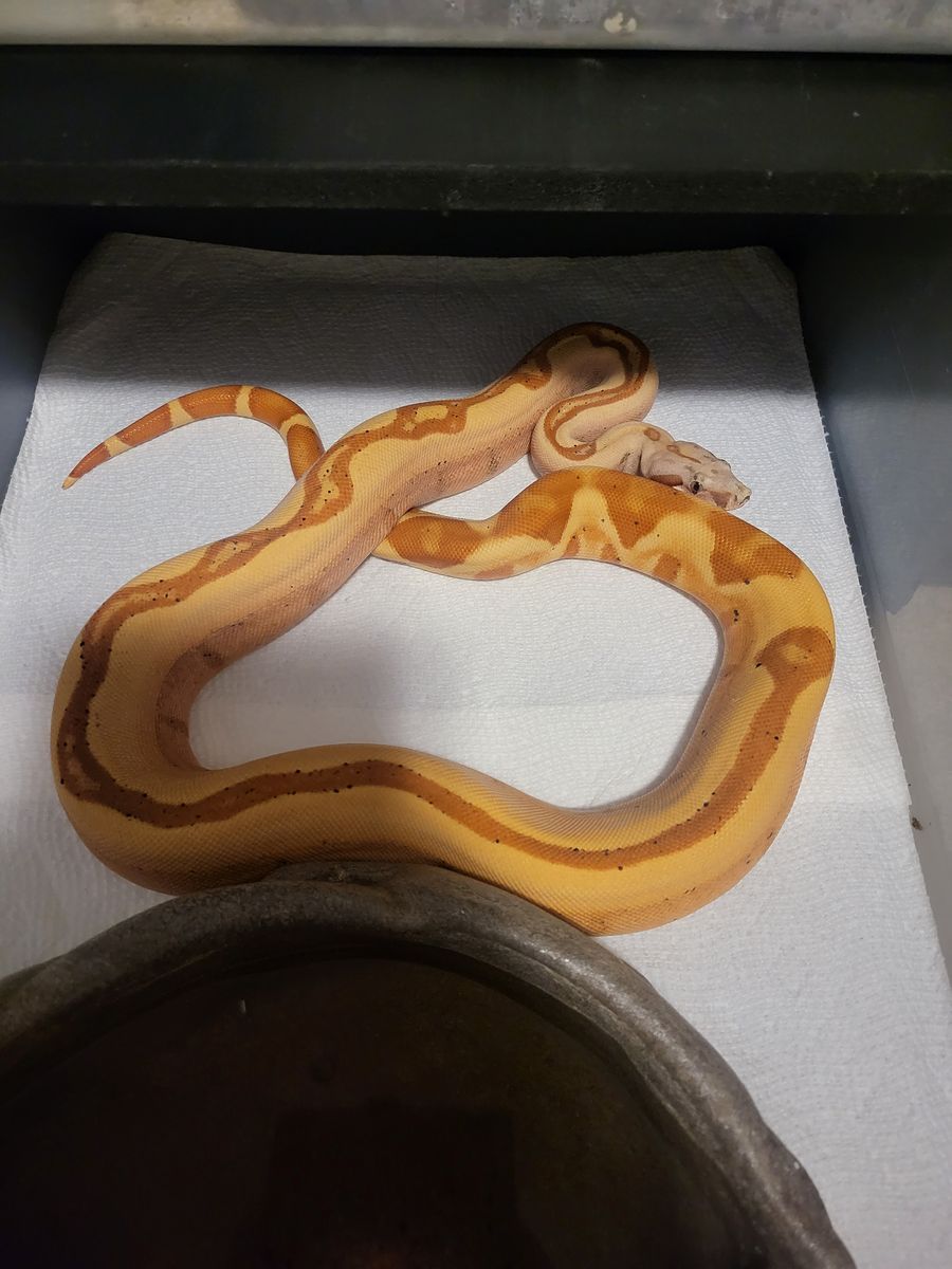Redtail Boa Constrictor - Ready to breed VPI Sunglow Jungle pos het Blood male