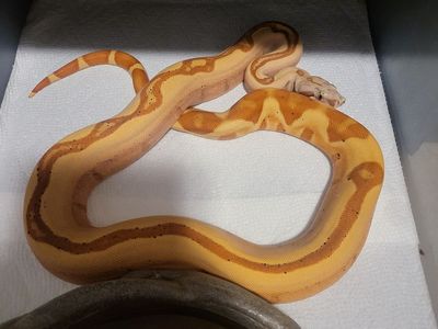 Redtail Boa Constrictor - Ready to breed VPI Sunglow Jungle pos het Blood male