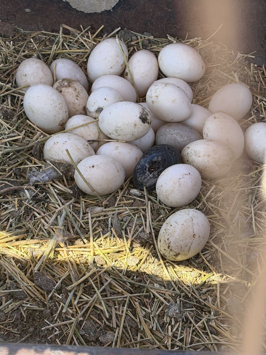 Fertilized Duck Eggs