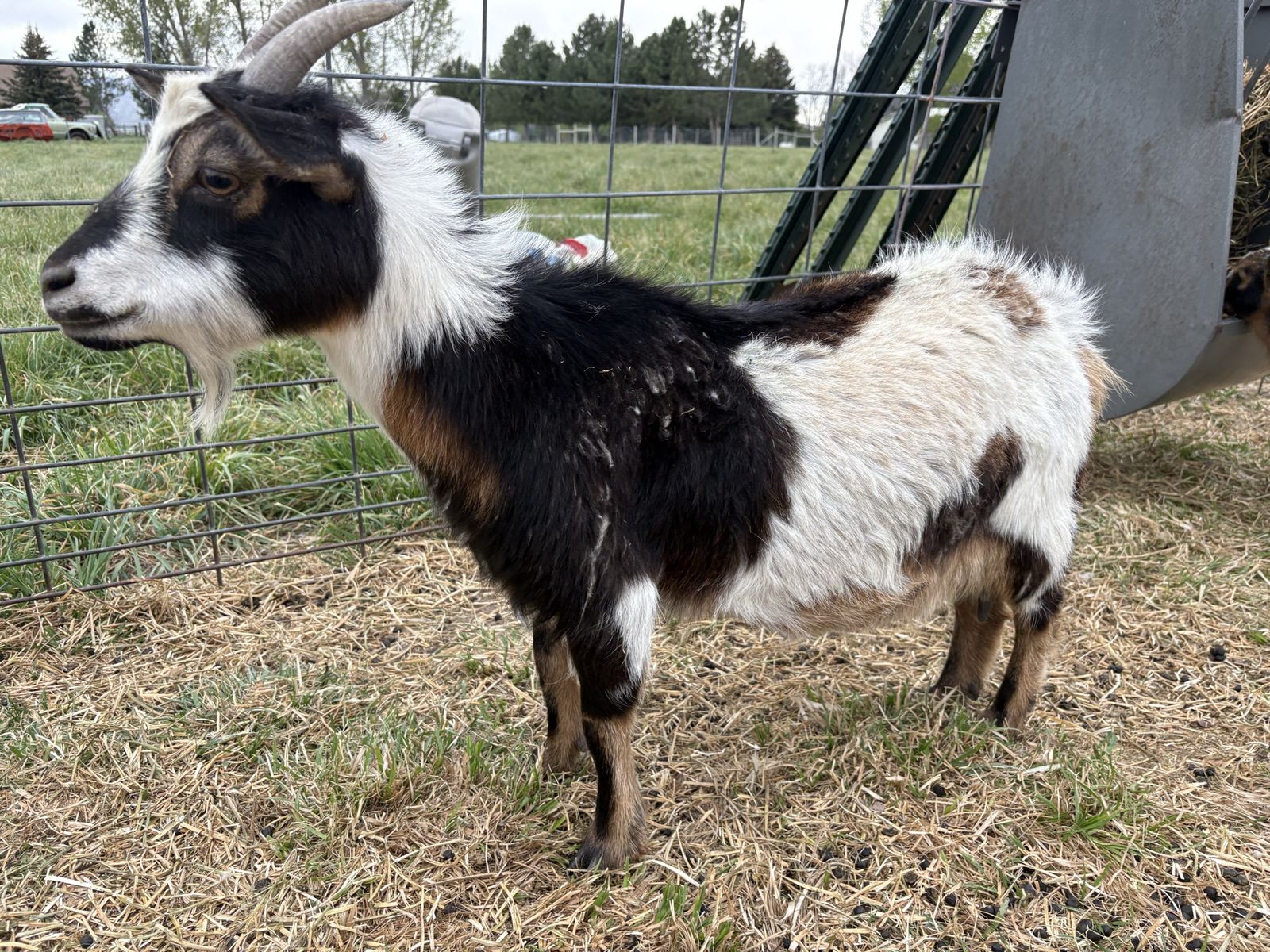 Nigerian dwarf Goats - Two Healthy, Friendly Goats for Sale both female