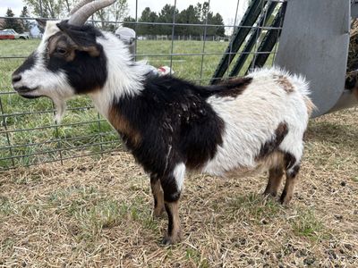 Nigerian dwarf Goats - Two Healthy, Friendly Goats for Sale both female