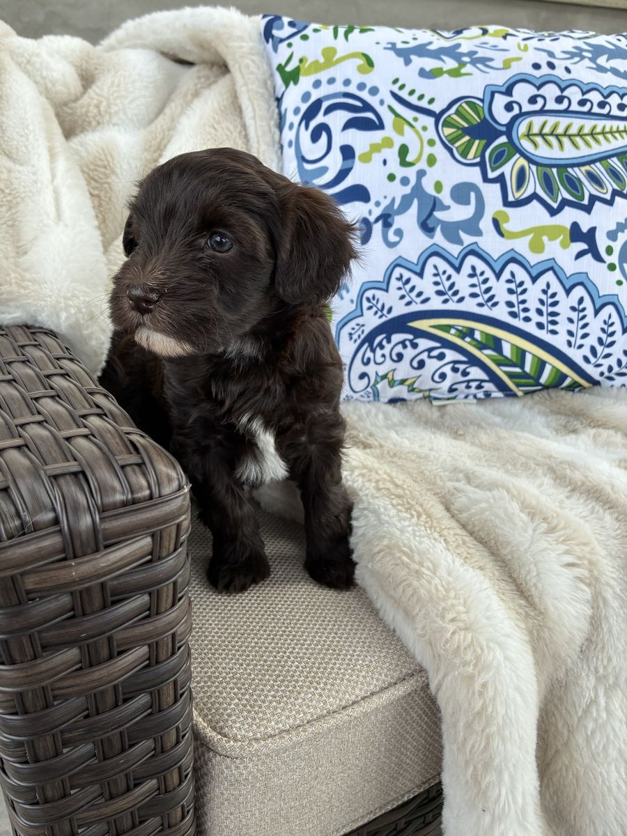 Miniature Whoodle's (wheaten Terrier/mini Poodle)