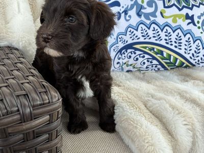 Miniature Whoodle's (wheaten Terrier/mini Poodle)