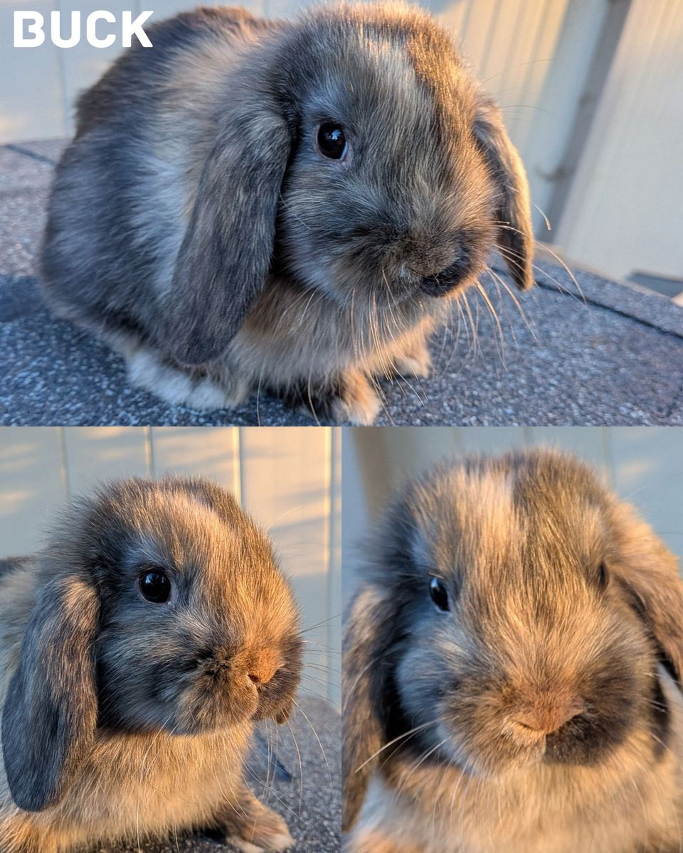 8 week old Pedigreed Holland Lops