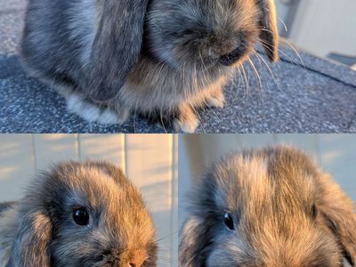 8 week old Pedigreed Holland Lops