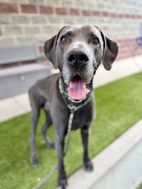 A163649 Seymour, Available for Adoption