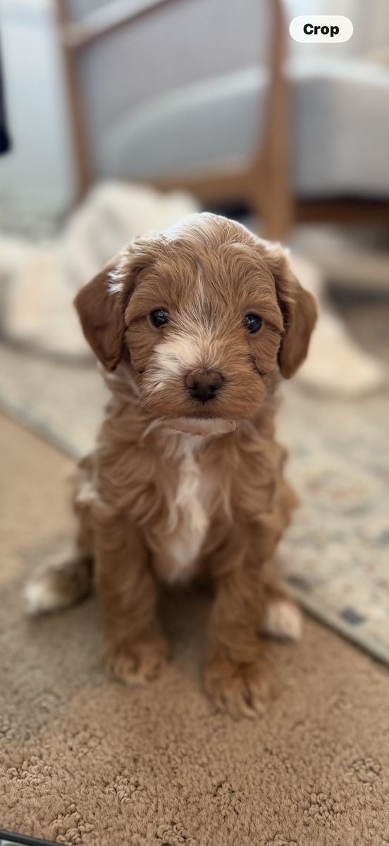 Micro mini teddy bear golden doodles goldendoodle