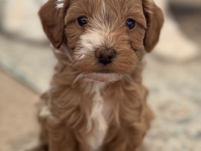Micro mini teddy bear golden doodles goldendoodle